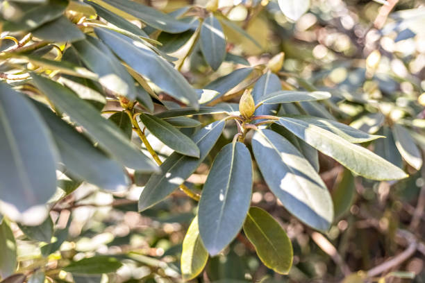 istock A flowering olive tree. The texture of the leaves. Natural background. Spring 1331817347