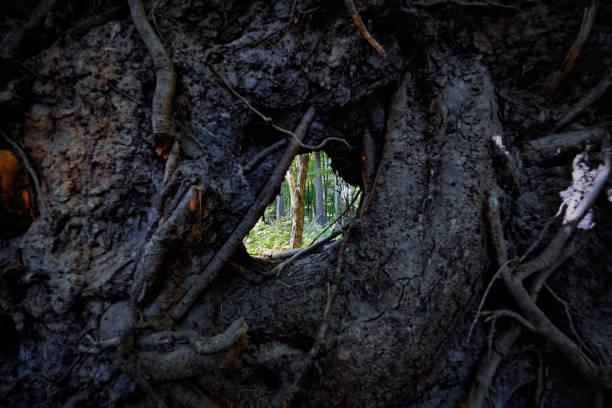 Tree Roots stock photo