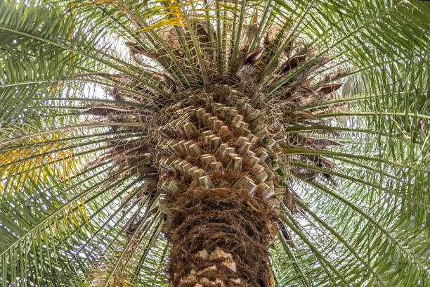 istock Palm tree view from below. Vacation concept. Natural background 1331817534