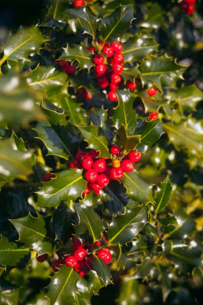 istock Holly, ilex aquifolium, full frame view, red berries. 1331817866
