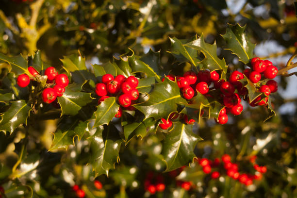 istock Holly, ilex aquifolium, red berries. 1331817867