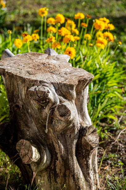 Tree stump in front of yellow wildflowers