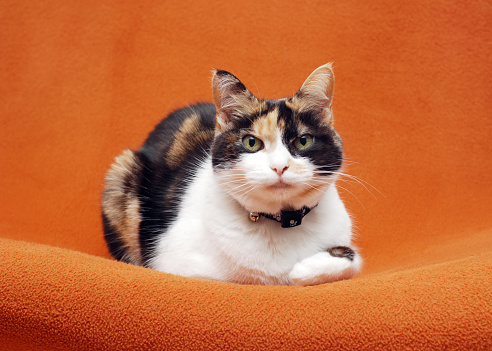 Closeup of a senior calico cat looking at the camera.