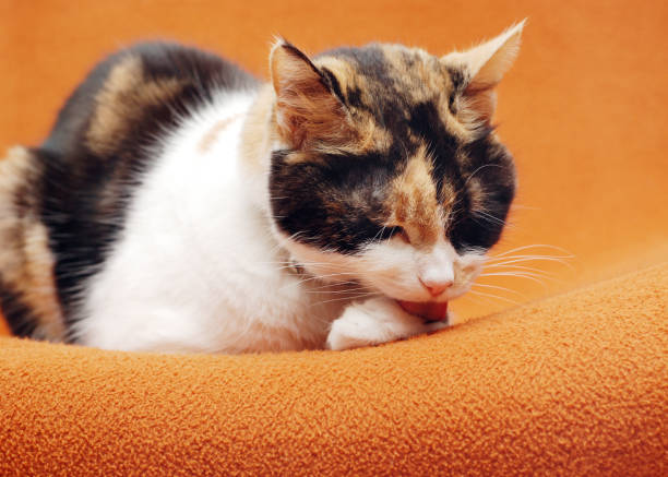 istock Senior Calico Cat Grooming 1331819812