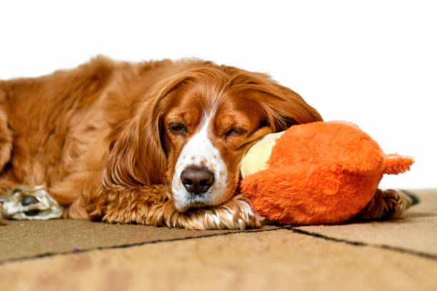 istock Cute pet dog resting in stuffed toy 1331820582