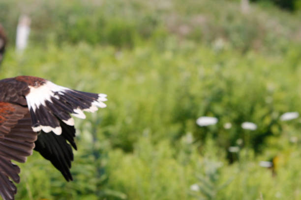 istock Harris hawk (Parabuteo unicinctus) in flight photography series 1331821764