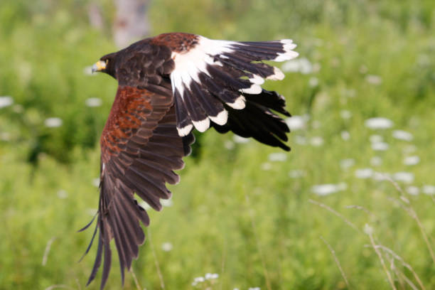 istock Harris hawk (Parabuteo unicinctus) in flight photography series 1331821784