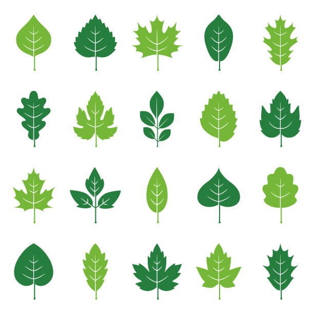 Leaves icon set Leaves icon set. Vector design elements on white background alder tree drawing stock illustrations