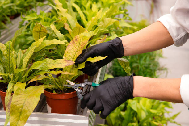 istock A greenhouse worker prunes flowers 1331823532