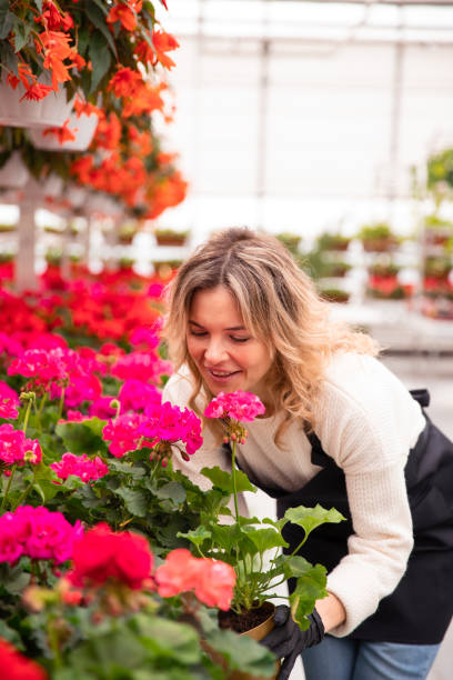 istock Young beautiful woman gardener sniffs hydrangea flowers in greenhouse. 1331823621