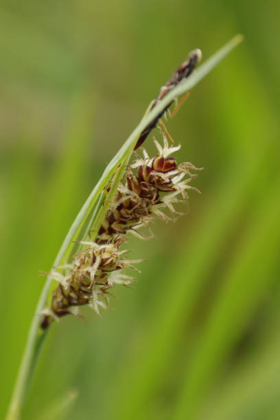 Paniculate sedge (Carex paniculata) Paniculate sedge flowering carex pluriflora stock pictures, royalty-free photos & images