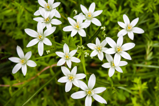 istock Ornithogalum flowers closeup (Star of Bethlehem) 1331823744