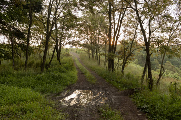 istock Puddle on a rural path in Pennsylvania, USA 1331824811
