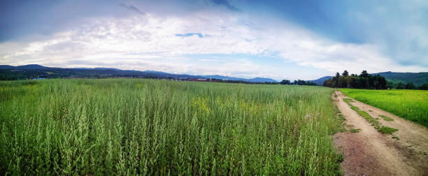 Panoramic view of a wild field in Charlevoix Baie-Saint_Paul area with a dramatic sky Panoramic view of a wild field in Charlevoix Baie-Saint_Paul area with a dramatic sky country road road corn crop farm stock pictures, royalty-free photos & images
