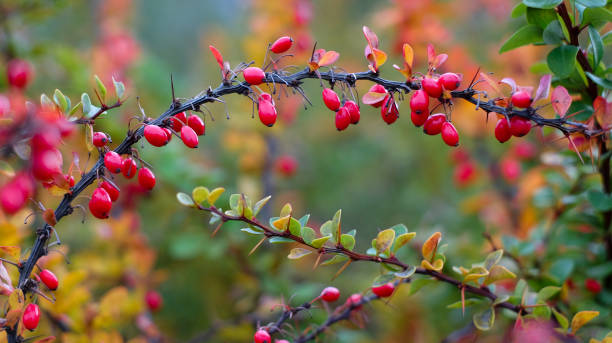 Red cornus mas berry on tree branch Dogwood red cornus mas berry on tree branch, abstract background april showers may flowers stock pictures, royalty-free photos & images