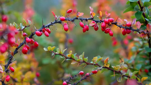 Dogwood red cornus mas berry on tree branch, abstract background