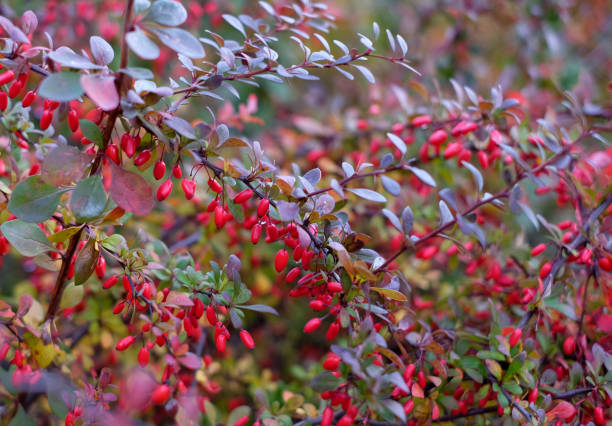 Abstract nature background of red cornus mas berry Abstract nature background of red cornus mas berry, dogwood april showers may flowers stock pictures, royalty-free photos & images