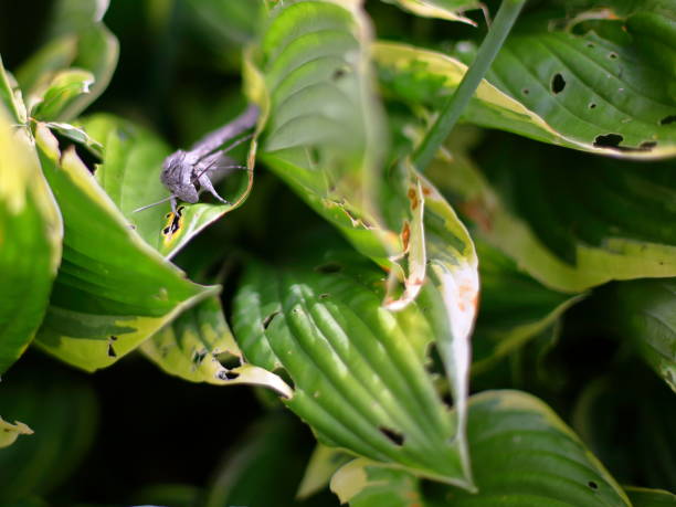 istock Moth sits on green leaves 1331827249