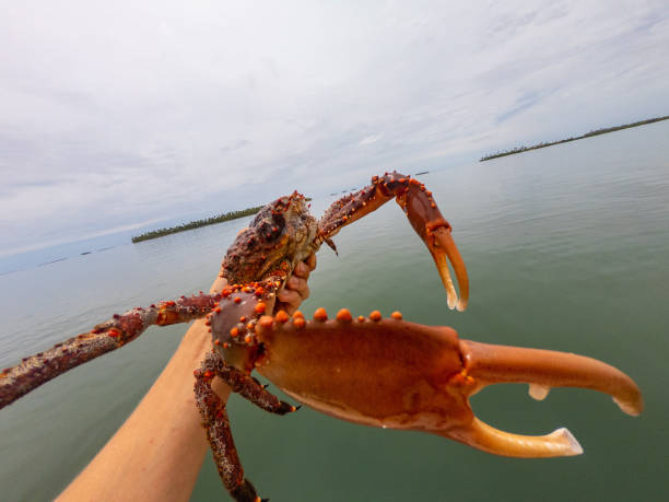 istock Hand holds huge red crab on the sea background 1331828230