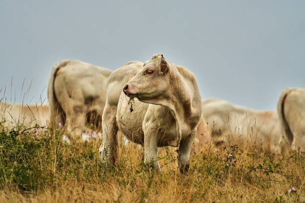 Alistanas-Sanabresas cows of yellowish white color, with long horns and hard hair. Puebla de Sanabria . Zamora - Spain