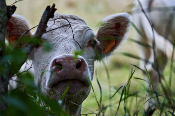 typical breed of cattle for meat production