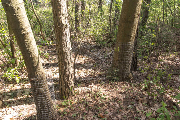 istock tree trunks wrapped in a wire mesh to scare away rodents (beavers) 1331828630