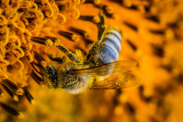 istock Extreme close-up of a bee on a flower looking nectar 1331829486