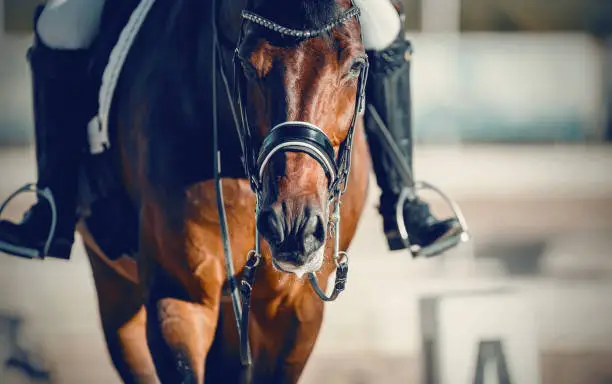 Equestrian sport. Portrait sports stallion in the double bridle.The legs of the rider in the stirrup, riding on a red horse. Dressage of horses in the arena. Horseback riding.