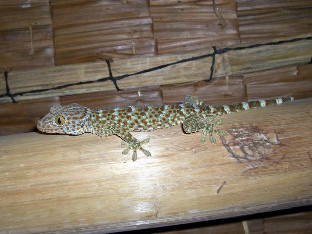istock Tuco Lizzard on the Philippines 1331831962