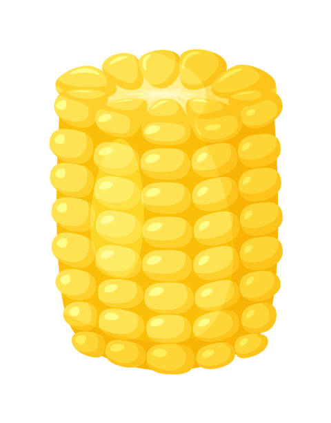 ilustraciones, imágenes clip art, dibujos animados e iconos de stock de mazorca de maíz pelada medio aislada sobre fondo blanco - corn corn crop corn on the cob food