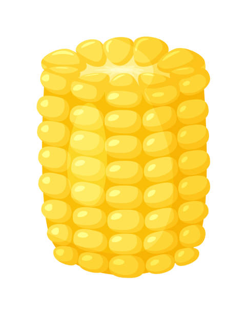 ilustrações, clipart, desenhos animados e ícones de espia de milho descascado meio isolado em fundo branco - corn corn crop corn on the cob food