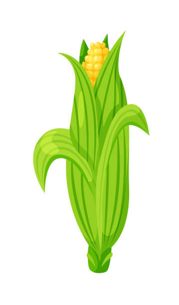 ilustrações de stock, clip art, desenhos animados e ícones de cartoon corn cob in husk isolated on white background - corn on the cob corn corn crop white background