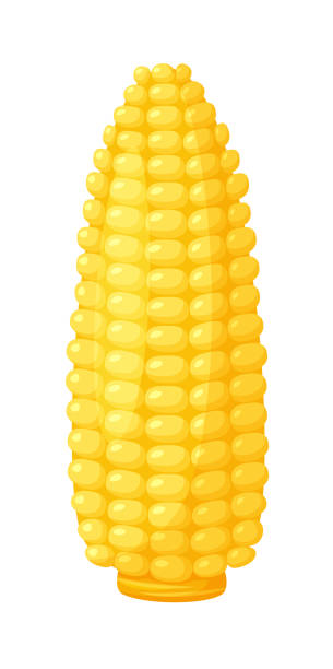 ilustrações, clipart, desenhos animados e ícones de colheita de farinha de milho em branco - corn corn crop corn on the cob food