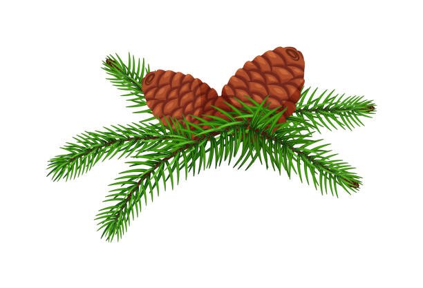 白い背景に分離されたコーンを持つfirブランチ - pine tree pine cone branch isolated点のイラスト素��材／クリップアート素材／マンガ素材／アイコン素材