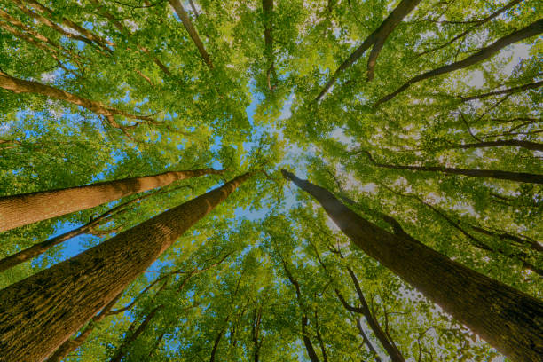 Shenandoah National Park stock photo