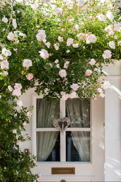 Photo of Idyllic rose splendor with door and Half-timbered house