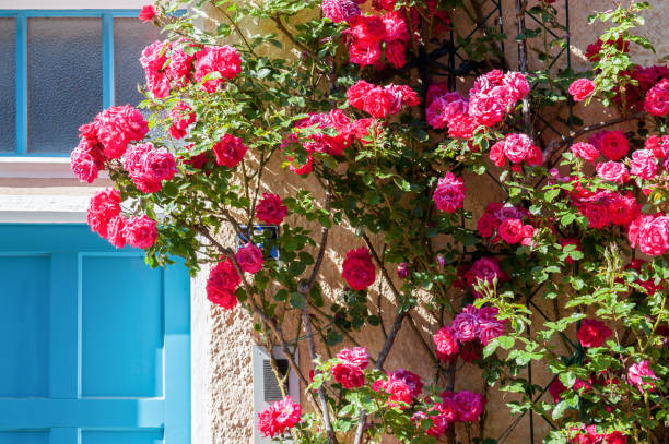 istock Idyllic rose splendor with door and Half-timbered house 1331837862