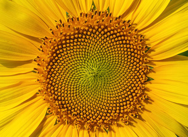 istock Fresh sunflower core in summer. 1331838069