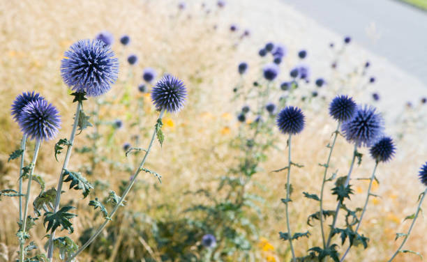 The Globe thistles (Echinops) stock photo