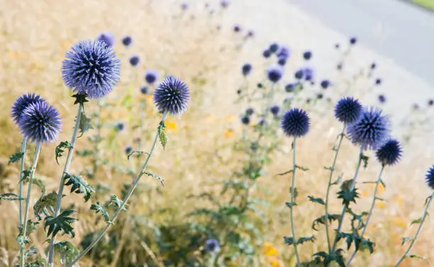 The Globe thistles (Echinops) plant blooming