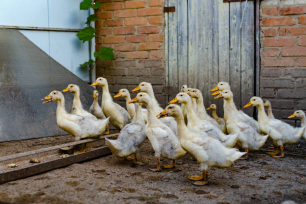 istock A grown up ducklings in the yard 1331839683