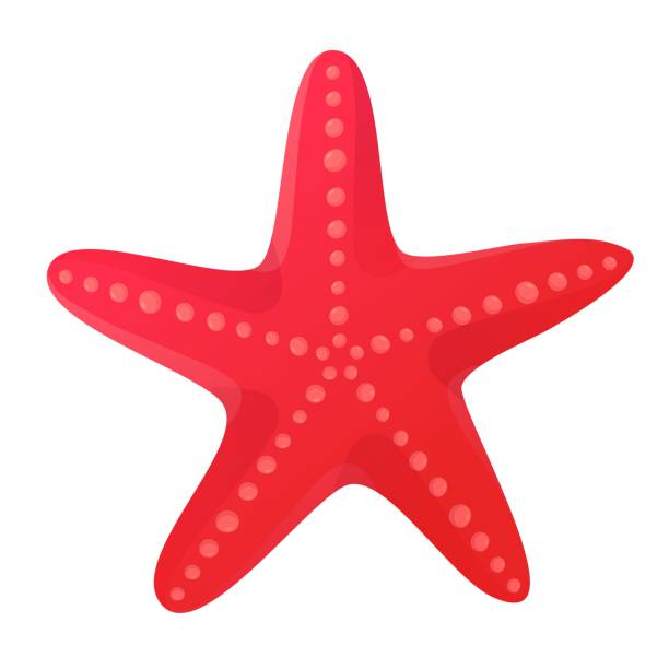 붉은 불가사리 조개 껍질. 비치 클립 아트, 오션 스타 요소 개념. 플랫 만화 스타일의 흰색 배경에 격리 된 스톡 벡터 일러스트레이션 - starfish stock illustrations