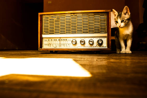 istock lead and white cat next to an old radio 1331839909
