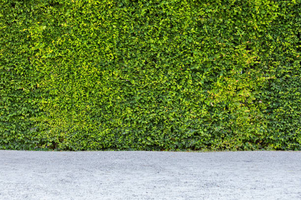 istock Green wall of vegetation 1331839992