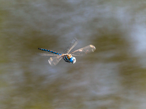 A Dragonfly in Flying mid-air. Flying above a wetland pond in early morning. In Willamette Valley of Oregon.