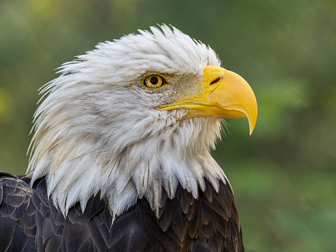 a closeup view of an eagles head