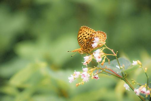 In summer butterflies on vegetation