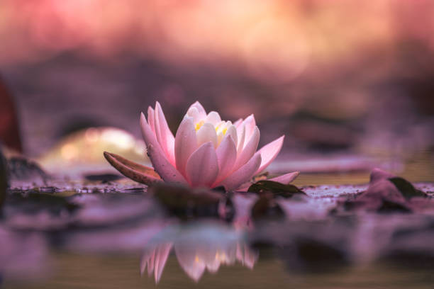 istock Pink lotus flower or water lily selective focus 1331842542