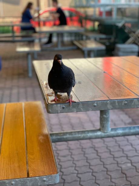 istock pigeon sitting on the table 1331843566