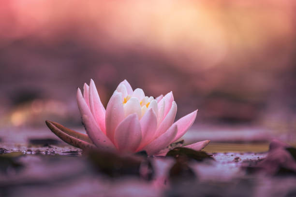 istock Pink lotus flower or water lily selective focus 1331843655